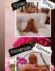 Photo №1. poodle (royal) - for sale in the city of Warsaw | negotiated | Announcement № 10149