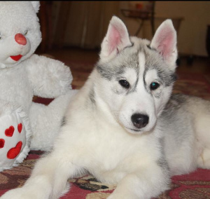 Photo №4. I will sell siberian husky in the city of Kazan. breeder - price - 300$