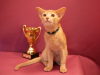 Photo №3. Club Abyssinian kittens. Latvia