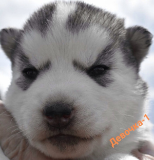 Photo №2 to announcement № 2449 for the sale of siberian husky - buy in Russian Federation from nursery