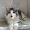 Photo №4. I will sell maine coon in the city of Quantico. private announcement - price - 400$