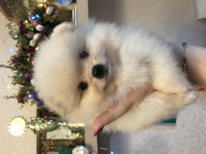 Additional photos: Pomeranian mini cream girl