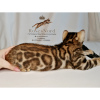 Photo №1. bengal cat - for sale in the city of Murmansk | 1792$ | Announcement № 9440
