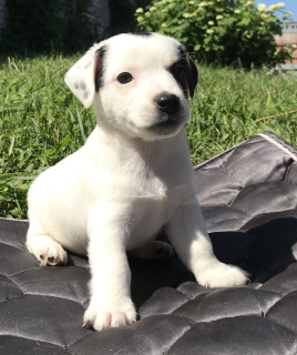 Photo №4. I will sell jack russell terrier in the city of Zheleznogorsk. private announcement - price - 1454$