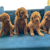 Photo №3. Labradoodle puppies Business WhatsApp 37256062792. Finland