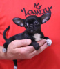 Photo №1. chihuahua - for sale in the city of Berlin | 275$ | Announcement № 97185