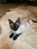 Photo №2 to announcement № 125417 for the sale of siamese cat - buy in Germany private announcement