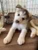 Photo №3. Alaskan Malamute-puppy's. Netherlands