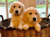 Photo №2 to announcement № 18139 for the sale of golden retriever - buy in Ukraine private announcement