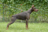 Additional photos: Dobermann puppies from kennel IMIDZ