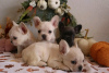 Photo №2 to announcement № 123124 for the sale of  - buy in United States breeder