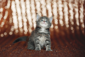 Photo №1. maine coon - for sale in the city of Mogilyov | 263$ | Announcement № 1923