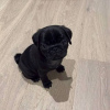 Photo №2 to announcement № 115034 for the sale of pug - buy in Russian Federation private announcement