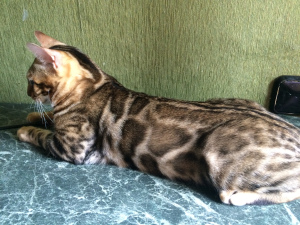 Photo №2 to announcement № 2953 for the sale of bengal cat - buy in Russian Federation from nursery, breeder