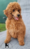 Photo №2 to announcement № 107647 for the sale of poodle (toy) - buy in Serbia 