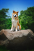 Additional photos: Akita Inu Boy (Hachiko)