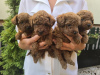 Photo №2 to announcement № 117211 for the sale of poodle (toy) - buy in Serbia breeder