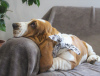 Photo №1. basset hound - for sale in the city of Москва | 675$ | Announcement № 13187