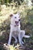 Photo №4. I will sell non-pedigree dogs in the city of Москва. private announcement - price - Is free