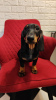 Photo №2 to announcement № 106211 for the sale of dachshund - buy in Russian Federation from nursery