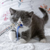 Photo №3. British shorthair. Germany