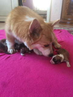 Photo №2 to announcement № 2308 for the sale of welsh corgi - buy in Belarus from nursery