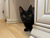 Additional photos: A wonderful young cat Caramel is looking for a home and a loving family!