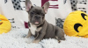 Photo №1. french bulldog - for sale in the city of Berlin | negotiated | Announcement № 95861