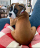 Photo №1. boxer - for sale in the city of Helsinki | 475$ | Announcement № 123837