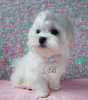 Photo №3. Three-month-old Maltese boy, KSU-FCI, no deficiencies, Korean blood.. Ukraine