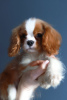 Photo №1. cavalier king charles spaniel - for sale in the city of Zürich | 1500$ | Announcement № 29814