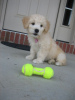 Photo №1. non-pedigree dogs - for sale in the city of Allison | Is free | Announcement № 125854