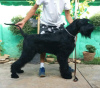 Photo №2 to announcement № 70556 for the sale of giant schnauzer - buy in Serbia breeder