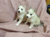 Additional photos: Purebred husky puppies for sale