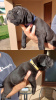 Photo №1. cane corso - for sale in the city of Zrenjanin | negotiated | Announcement № 103692