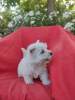 Additional photos: Model Westy Westie West highland white terrier