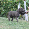 Additional photos: American Bully Dream