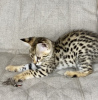 Photo №2 to announcement № 26093 for the sale of savannah cat - buy in Russian Federation from nursery