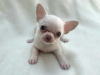 Photo №1. chihuahua - for sale in the city of Berlin | Is free | Announcement № 126881