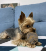 Photo №2 to announcement № 102891 for the sale of yorkshire terrier - buy in United States private announcement, breeder