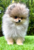 Photo №3. Pomeranian (BOO) male. Serbia