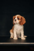 Photo №2 to announcement № 98634 for the sale of cavalier king charles spaniel - buy in Latvia 