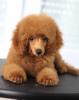 Photo №3. Toy Poodle puppies for sale. Serbia