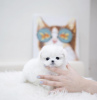 Photo №4. I will sell maltese dog in the city of New York. private announcement, from nursery - price - 600$