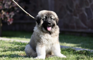 Photo №4. I will sell caucasian shepherd dog in the city of Kiev. breeder - price - 1128$