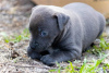 Additional photos: Pit bull terrier puppies