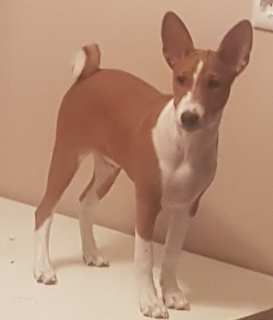 Photo №3. Puppies basenji ready to relocate. We will prepare a full package of documents. Belarus