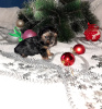 Photo №1. yorkshire terrier - for sale in the city of Torzhok | 219$ | Announcement № 8370