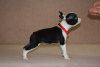 Photo №4. I will sell boston terrier in the city of Belgrade. breeder - price - negotiated