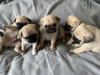 Photo №1. pug - for sale in the city of Wyoming | 300$ | Announcement № 36205